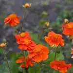 10 meerjarige bloemen die met de jaren alleen maar beter worden: experts noemen de variëteiten 10 meerjarige bloemen die met de jaren alleen maar beter