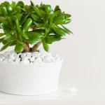 Wat een geldboom nodig heeft in maart: eenvoudige tips voor weelderige groei wat-een-geldboom-nodig-heeft-in-maart-eenvoudige-tips-voor.webp.webp