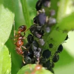 Beter dan blackgrass: plant deze planten en mieren en bladluizen zullen voor altijd uit je tuin verdwijnen beter-dan-blackgrass-plant-deze-planten-en-mieren-en-bladluizen.webp.webp