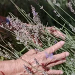 Wat je in maart moet doen voor weelderige lavendelstruiken wat-je-in-maart-moet-doen-voor-weelderige-lavendelstruiken.webp.webp