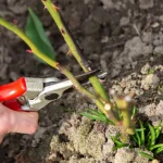voorjaarssnoei-van-de-roos-stimuleert-de-bloei-in-de-zomer.webp.webp