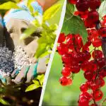 Aalbessen moeten in het voorjaar worden gevoed: slechts een handvol mest per struik Aalbessen moeten in het voorjaar worden gevoed: slechts een handvol