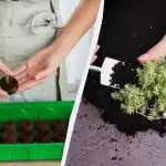 Alleen ervaren tuiniers weten dit: hoe tomaten en andere zaailingen