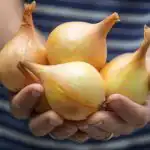 Alles over uien kweken in je moestuin: experts hebben alle geheimen op één plek verzameld Alles over uien kweken in je moestuin: experts hebben alle