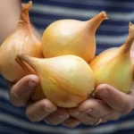 Alles over uien kweken in je moestuin: experts hebben alle geheimen op één plek verzameld alles-over-uien-kweken-in-je-moestuin-experts-hebben-alle.webp.webp