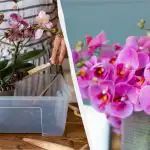 Bloeit het hele jaar door: hoe je orchideeën op de juiste manier verplant en vermeerdert Bloeit het hele jaar door: hoe je orchideeën op de