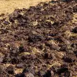 De oogst zal twee keer zo groot zijn: welke mest