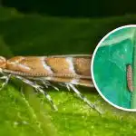 Een nieuwe plaaginvasie in Oekraïne: 80% van de gewassen bedreigd, hoe te bestrijden? Een nieuwe plaaginvasie in Oekraïne: 80% van de gewassen bedreigd,