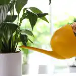 Een vredige lelie stopt met vergelen en herleeft in slechts