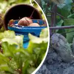 Eenvoudige actie in augustus: een tuinier deelde hoe je bieten