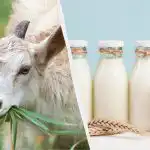 Geitenmelk of koemelk: dokter legt uit welke melk in werkelijkheid