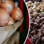 Het verschil tussen sjalotten en gewone uien: wat is beter