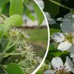 Het ziet er prachtig uit, maar er zit een addertje onder het gras: welke boom moet je niet in de tuin planten? Het ziet er prachtig uit, maar er zit een addertje