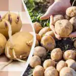 Hoe aardappelen kiemen voor het planten - in het licht of in het donker: wat groeit beter Hoe aardappelen kiemen voor het planten - in het licht