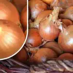 Hoe bewaar je uien zodat ze niet uitlopen voor de