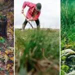 Hoe een boomstronk op het perceel vernietigen: een eenvoudige methode