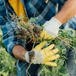 Hoe maak je een natuurlijke wietremedie met slechts drie ingrediënten? hoe-maak-je-een-natuurlijke-wietremedie-met-slechts-drie-ingredienten.webp.webp