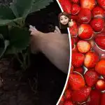 In de zomer zal buigen van de vrucht: wat te