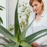 Kun je aloë eten: wat zijn de voordelen en hoe gebruik je deze helende plant op de juiste manier? kun-je-aloe-eten-wat-zijn-de-voordelen-en-hoe.webp.webp