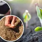 Maankalender van tuinier voor april: wat en wanneer te planten