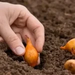 Meststof voor uien tijdens het planten: wat moet je in het gat doen? meststof-voor-uien-tijdens-het-planten-wat-moet-je-in.webp.webp