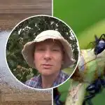 Mieren verdwijnen in een week: de beste manier om insecten in de moestuin te verdelgen Mieren verdwijnen in een week: de beste manier om insecten