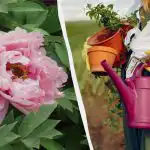 Natuurlijke "steroïden" voor pioenen: hoe bloemen te voeden zonder chemicaliën Natuurlijke "steroïden" voor pioenen: hoe bloemen te voeden zonder chemicaliën