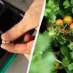 Op de derde dag verschijnen er kiemen: Hoe tomatenzaden snel