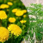 Portulaca, tarwegras, ambrosia: hoe kom je voorgoed van onkruid af