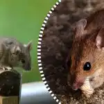 Ratten en muizen zullen zich verspreiden en voor altijd verdwijnen