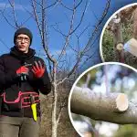 Rot in plaats van genezing: welke sneden moeten niet worden