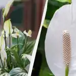 Spathiphyllum bloeit jarenlang als je hem in de herfst niet