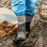 Tegenvallende opbrengst en knolkwaliteit: welke aardappelrassen kun je dit voorjaar
