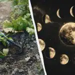 Vergeet de moestuin op deze dagen in april: de exacte