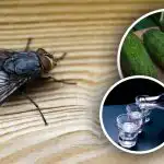Vliegen verdwijnen meteen: de beste natuurlijke middelen tegen insecten