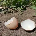 waarom-ervaren-huisvrouwen-nooit-eierschalen-weggooien-een-kalkschat-voor-huis.jpg