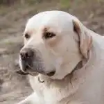 Waarom honden kwispelen als ze helemaal niet blij zijn: het ontcijferen van de geheime signalen die wij negeren waarom-honden-kwispelen-als-ze-helemaal-niet-blij-zijn-het.jpg