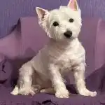 Waarom honden kwispelen: hoe je de ware bedoelingen van een huisdier kunt begrijpen waarom-honden-kwispelen-hoe-je-de-ware-bedoelingen-van-een.jpg