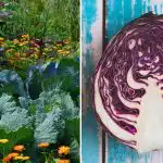 Waarom kool verwelkt in bed: het draait allemaal om de buren Waarom kool verwelkt in bed: het draait allemaal om de