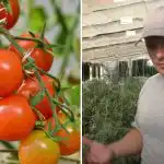 Waarom tomaten "vastzitten" in groei: verborgen redenen en hoe het probleem op te lossen Waarom tomaten "vastzitten" in groei: verborgen redenen en hoe het