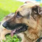 Waarom uw hond gras en meer eet: ontrafel het meest onsmakelijke hondengeheim ooit waarom-uw-hond-gras-en-meer-eet-ontrafel-het-meest.jpg