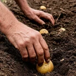 wanneer-aardappelen-poten-in-april-2026-geluks-en-gevaarlijke-dagen.webp.webp