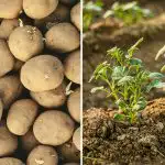 Wanneer aardappelen poten in april 2026: gunstige dagen volgens de maankalender Wanneer aardappelen poten in april 2026: gunstige dagen volgens de