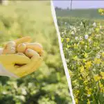 Wanneer in de lente ciders zaaien: welke ciders kiezen voor