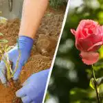 Wanneer is de beste tijd om rozen te planten in
