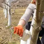 Wat en wanneer is de beste tijd om bomen te