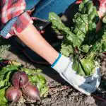 Wat niet te kweken in de moestuin: tuiniers noemden 5