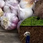 Winterknoflook houdt er niet van: tuinier ontdekte het geheim van het perfecte bed voor de winter Winterknoflook houdt er niet van: tuinier ontdekte het geheim van