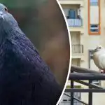 Ze vliegen geen meter ver: waarmee kun je je balkon