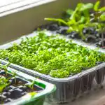 Zo wek je de oogst op: waar week je zaden in om geen tijd te verspillen Zo wek je de oogst op: waar week je zaden